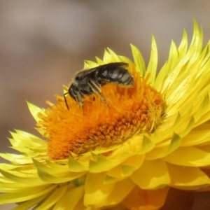 Lasioglossum (Chilalictus) sp. (genus & subgenus) at Acton, ACT - 15 Feb 2021 11:26 AM