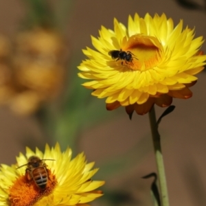 Lasioglossum (Chilalictus) sp. (genus & subgenus) at Acton, ACT - 15 Feb 2021 11:26 AM