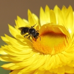 Lasioglossum (Chilalictus) sp. (genus & subgenus) at Acton, ACT - 15 Feb 2021 11:26 AM