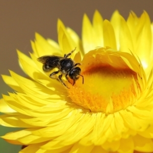 Lasioglossum (Chilalictus) sp. (genus & subgenus) at Acton, ACT - 15 Feb 2021 11:26 AM