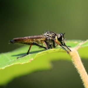 Zosteria rosevillensis at Acton, ACT - 15 Feb 2021 01:45 PM