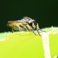 Zosteria rosevillensis at Acton, ACT - 15 Feb 2021