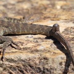 Intellagama lesueurii howittii at Acton, ACT - 15 Feb 2021 01:18 PM