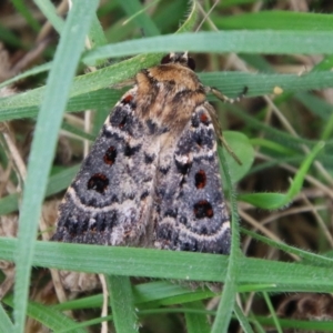 Proteuxoa sanguinipuncta at Hughes, ACT - 16 Feb 2021