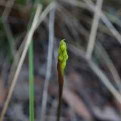 Corunastylis cornuta (Horned Midge Orchid) at Holt, ACT - 14 Feb 2021 by CathB