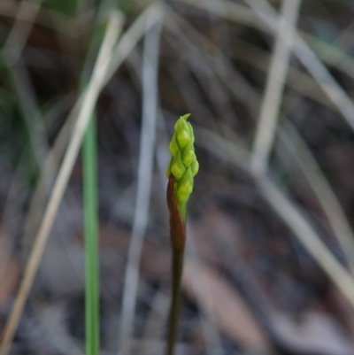 Corunastylis cornuta (Horned Midge Orchid) at Holt, ACT - 14 Feb 2021 by CathB