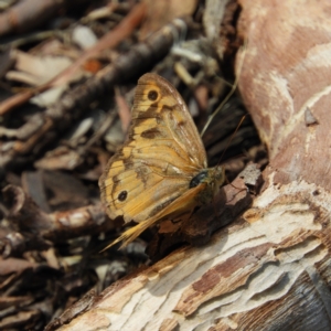 Heteronympha merope at Downer, ACT - 10 Feb 2021