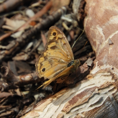 Heteronympha merope (Common Brown Butterfly) at Downer, ACT - 10 Feb 2021 by MatthewFrawley