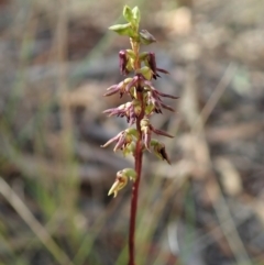 Corunastylis clivicola (Rufous midge orchid) at Cook, ACT - 15 Feb 2021 by CathB