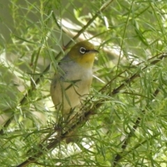 Zosterops lateralis (Silvereye) at Aranda, ACT - 16 Feb 2021 by KMcCue