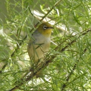 Zosterops lateralis at Aranda, ACT - 16 Feb 2021