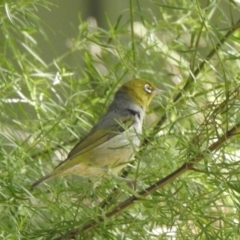 Zosterops lateralis at Aranda, ACT - 16 Feb 2021