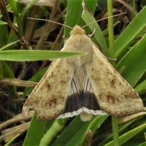 Helicoverpa punctigera at Paddys River, ACT - 16 Feb 2021 11:19 AM