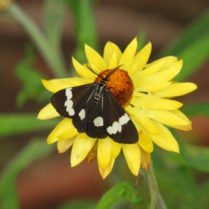 Nyctemera amicus at Acton, ACT - 10 Feb 2021 01:54 PM