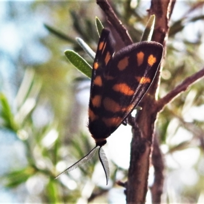 Asura lydia (Lydia Lichen Moth) at Paddys River, ACT - 15 Feb 2021 by JohnBundock