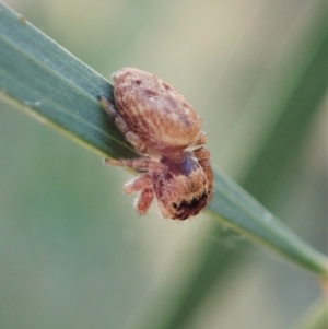 Opisthoncus sp. (genus) at Aranda, ACT - 15 Feb 2021