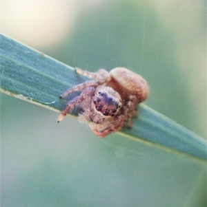 Opisthoncus sp. (genus) at Aranda, ACT - 15 Feb 2021