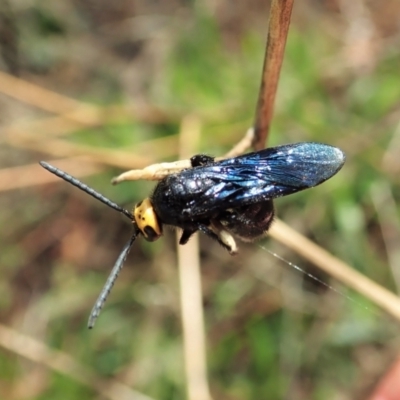 Scolia (Discolia) verticalis (Yellow-headed hairy flower wasp) at Mount Painter - 12 Feb 2021 by CathB