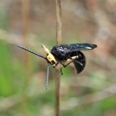 Scolia (Discolia) verticalis at Cook, ACT - 13 Feb 2021