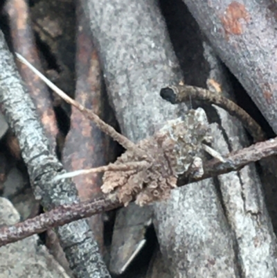 Fulgoroidea sp. (superfamily) (Unidentified fulgoroid planthopper) at Crace, ACT - 15 Feb 2021 by Ned_Johnston
