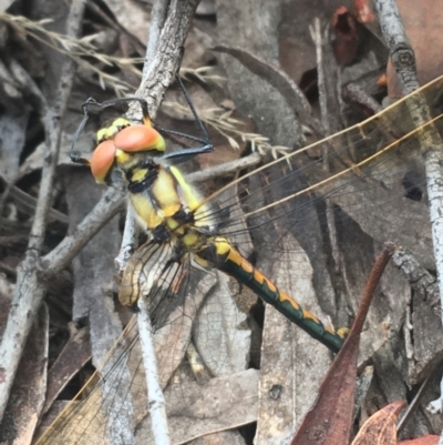 Hemicordulia tau (Tau Emerald) at Crace, ACT - 16 Feb 2021 by NedJohnston