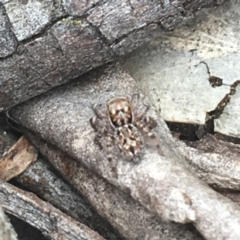 Euophryinae sp.(Undescribed) (subfamily) (A jumping spider) at Crace, ACT - 15 Feb 2021 by NedJohnston