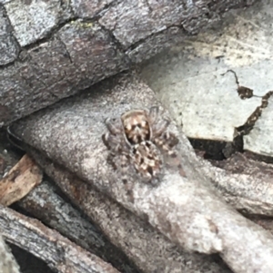 Euophryinae sp.(Undescribed) (subfamily) at Gungaderra Grasslands - 16 Feb 2021 10:29 AM