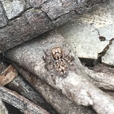 Euophryinae sp.(Undescribed) (subfamily) (A jumping spider) at Crace, ACT - 16 Feb 2021 by NedJohnston