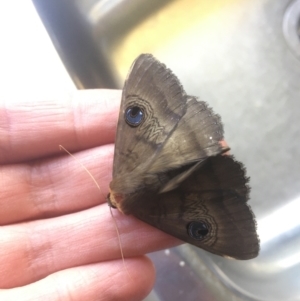 Dasypodia selenophora at Hughes, ACT - 14 Feb 2021