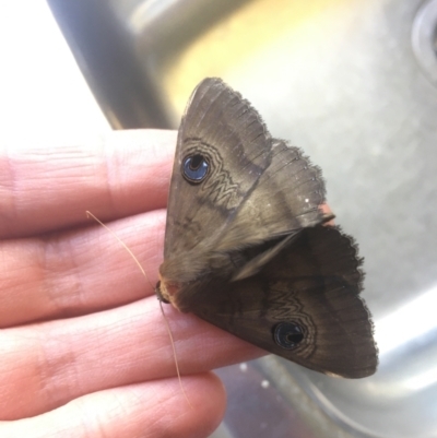 Dasypodia selenophora (Southern old lady moth) at Hughes, ACT - 14 Feb 2021 by alex_watt