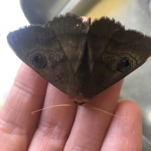 Dasypodia selenophora at Hughes, ACT - 14 Feb 2021