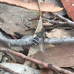 Villa sp. (genus) (Unidentified Villa bee fly) at Crace, ACT - 16 Feb 2021 by NedJohnston