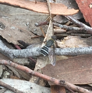 Villa sp. (genus) at Crace, ACT - 16 Feb 2021 10:46 AM