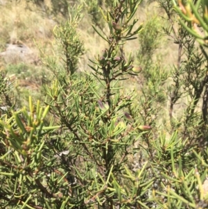 Hakea microcarpa at Cooleman, NSW - 7 Feb 2021