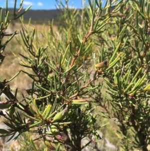 Hakea microcarpa at Cooleman, NSW - 7 Feb 2021