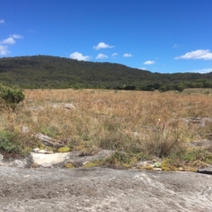 Themeda triandra at Cooleman, NSW - 7 Feb 2021