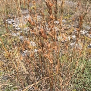 Themeda triandra at Cooleman, NSW - 7 Feb 2021