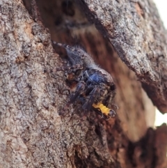 Servaea sp. (genus) (Unidentified Servaea jumping spider) at Holt, ACT - 14 Feb 2021 by CathB