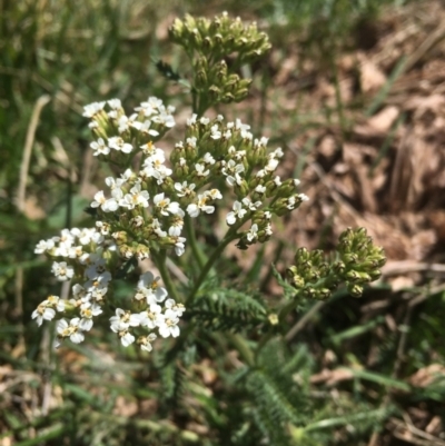 Achillea millefolium (Yarrow) at Bimberi, NSW - 7 Feb 2021 by alex_watt