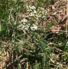 Achillea millefolium at Bimberi, NSW - 7 Feb 2021