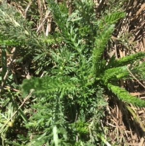 Achillea millefolium at Bimberi, NSW - 7 Feb 2021