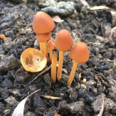 Unidentified Cap on a stem; gills below cap [mushrooms or mushroom-like] at Cooleman, NSW - 7 Feb 2021 by alexwatt