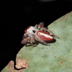 Opisthoncus sp. (genus) at Cook, ACT - 14 Feb 2021