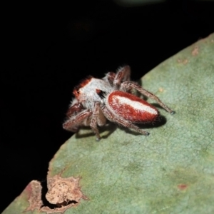 Opisthoncus sp. (genus) at Cook, ACT - 14 Feb 2021