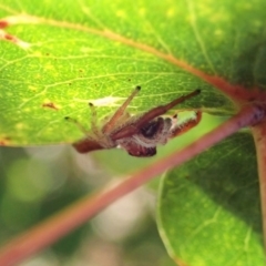 Opisthoncus sp. (genus) at Cook, ACT - 14 Feb 2021