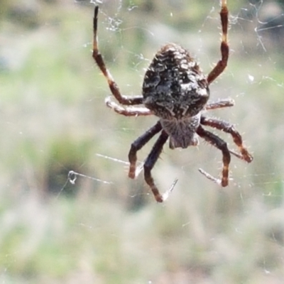 Backobourkia heroine (Heroic Orb-weaver) at Holt, ACT - 16 Feb 2021 by trevorpreston