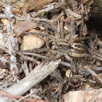 Tasmanicosa sp. (genus) (Tasmanicosa wolf spider) at Holt, ACT - 16 Feb 2021 by trevorpreston