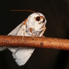 Chasmina pulchra (A Noctuid moth) at Melba, ACT - 15 Feb 2021 by kasiaaus