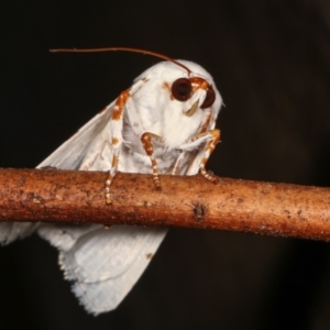 Chasmina pulchra at Melba, ACT - 15 Feb 2021 10:38 PM