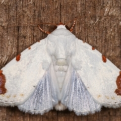 Chasmina pulchra at Melba, ACT - 15 Feb 2021 10:38 PM